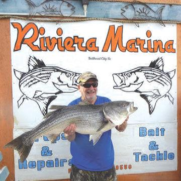 39 Pound Striped Bass Caught in the Colorado River Below Lake Mohave February 2019