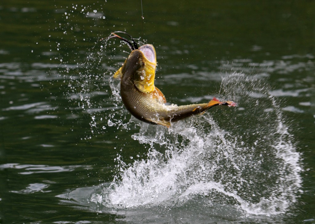Lake Conroe Bass Fishing Report – Lake Havasu
